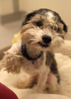 cgy-kijiji-puppy