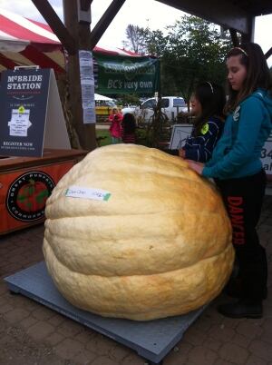 Pumpkin winner 2013