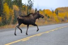 Moose