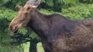 tp-ott-moose-100601-closeup