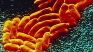 tp-superbug-ndm1