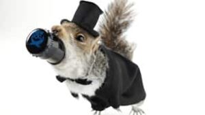 brewdog-squirrel