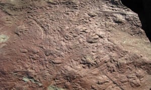 100730-reptile-tracks-584px