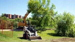 tp-cgy-bowriver-trees2
