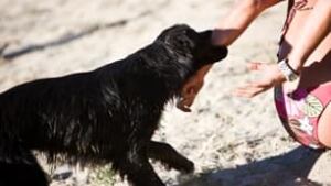 dog-bite-is-000006681388-306x172