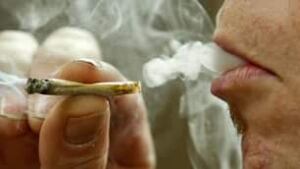 tp-marijuana-cp-686349