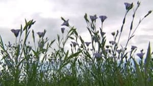 flax