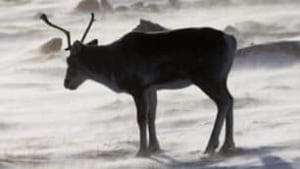 tp-caribou-arctic-cp-760712
