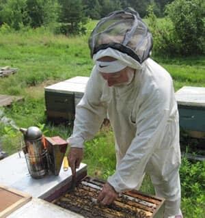 nb-hachey-bees