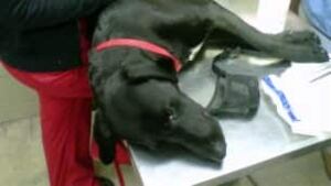 tp-wdr-AbusedDog
