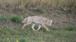 sk-coyote-vera-csada091111