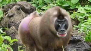 tp-siv-monkey100916
