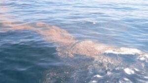 nrl-usgs-photo-oil-slick