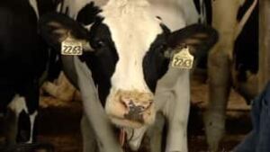 ns-tp-dairy-cow