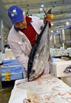 bluefin-tuna-cp-8072219