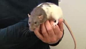 Rat