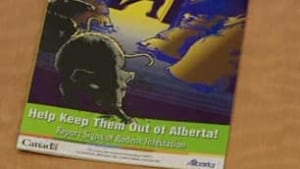 tp-cgy-rat-poster