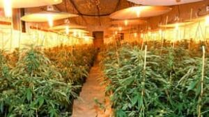 bc-080901-pot-bust2-rcmp