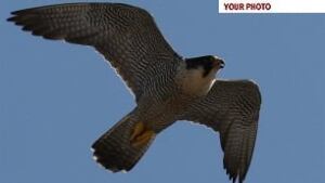 wpg-peregrine-winnipeg-princess-photosbydennis