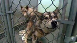 sk-dogs-seized_1