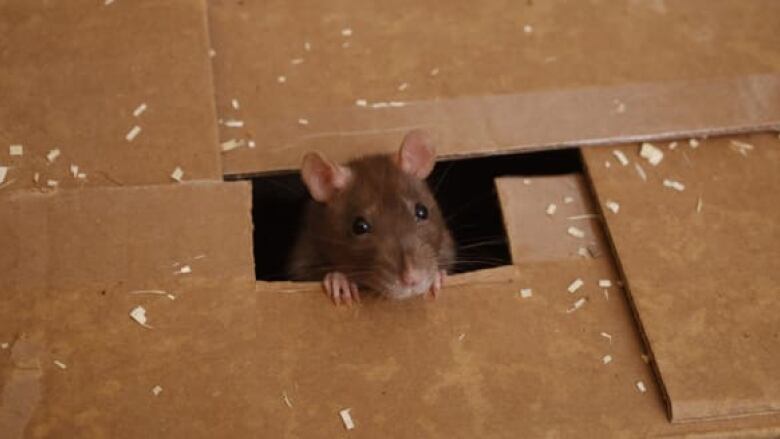 Opinion  Is There Any Humane Way to Kill a Mouse? - The New York Times