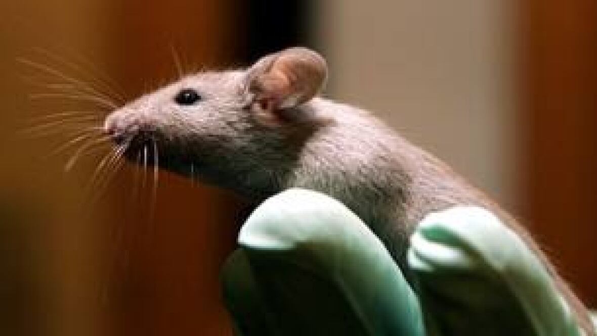 Old mice run faster with supplements Technology & Science CBC News