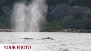 bc-100503-grey-whale-john-buchanan