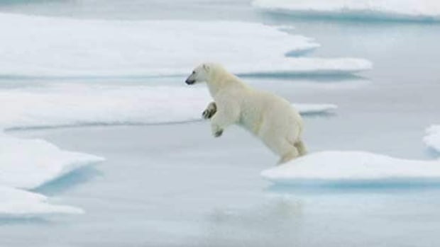 north-f-pbear-4