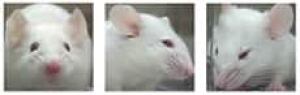 mouse-grimace