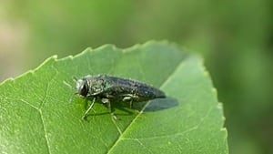 tp-emerald-ash-borer-ed-czerwinski