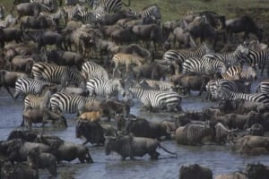100916-serengeti-wildebeests-zebras-ap-9260620-584px