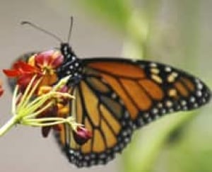 monarch-cp-3491549