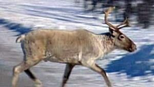 tp-caribou100221_16x9_xtralarge_1