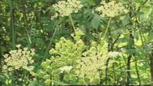ott-100708-hogweed