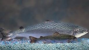 pe-aquabounty-salmon