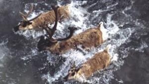 tp-caribou-cp-2064861
