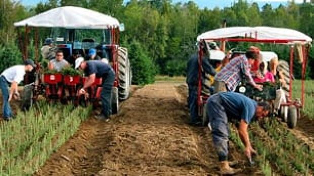 canada s export crop business cbc news canada s export crop business cbc news
