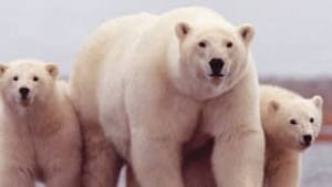tp-polar-bear-dna