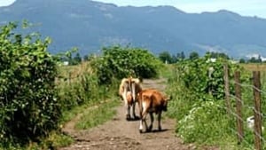 bc-100105-raw-milk-dairy