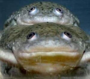 tech-frog-weed-killer