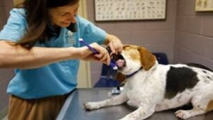 vet-puppy-brush306x172