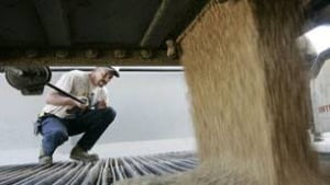 unloading-wheat2