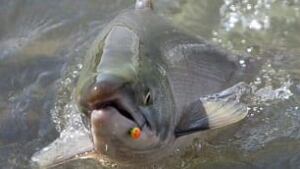 tp-sockeye-cp-9308565