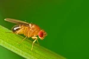 fruitfly-istock-091015