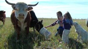 sk-mini-cow-full