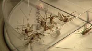 mosquitoes