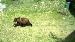 bc-090929-grizzly-fort-st-john