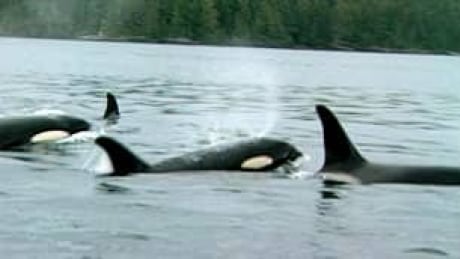 bc-081008-whale-lawsuit2
