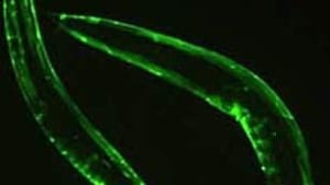 c-elegans-space-worms-cp-31