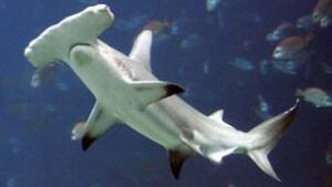 tp-hammerhead-cp-8362859